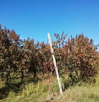 Foto annuncio 2