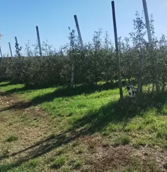Foto annuncio 1