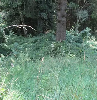 Foto annuncio 2