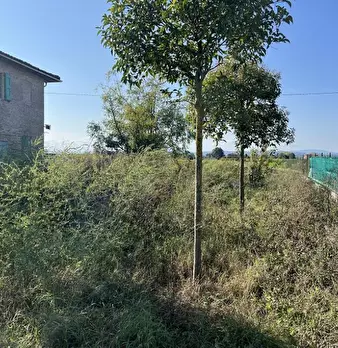 Foto annuncio 7