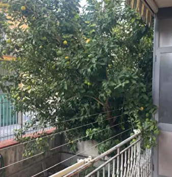 Foto annuncio 10