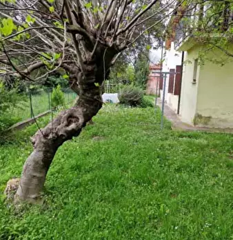 Foto annuncio 14