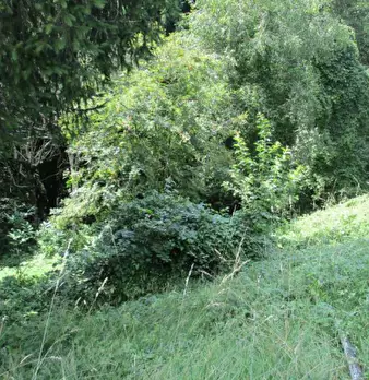 Foto annuncio 17