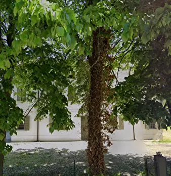 Foto annuncio 10