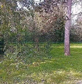 Foto annuncio 12