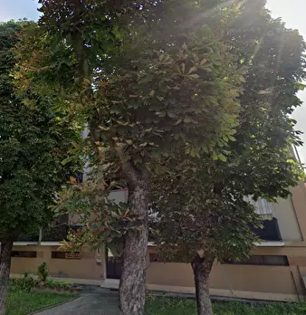 Foto annuncio 10