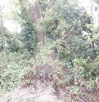 Foto annuncio 11