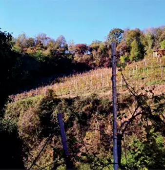 Foto annuncio 10
