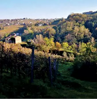 Foto annuncio 11