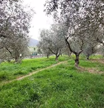 Foto annuncio 11