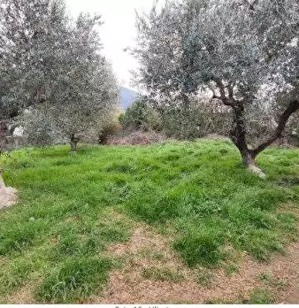 Foto annuncio 14