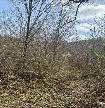 Foto annuncio 4