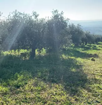 Foto annuncio 10