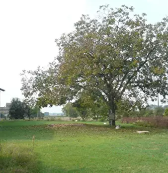 Foto annuncio 4