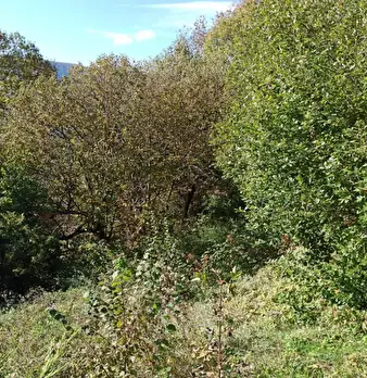 Foto annuncio 3