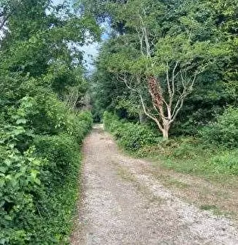 Foto annuncio 6