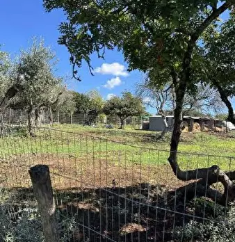 Foto annuncio 7