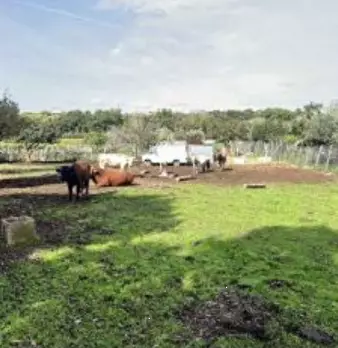 Foto annuncio 8