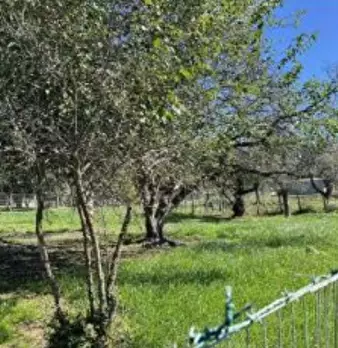 Foto annuncio 13