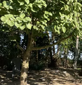 Foto annuncio 10