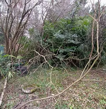 Foto annuncio 7