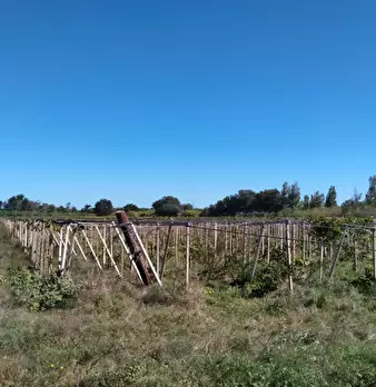 Foto annuncio 4