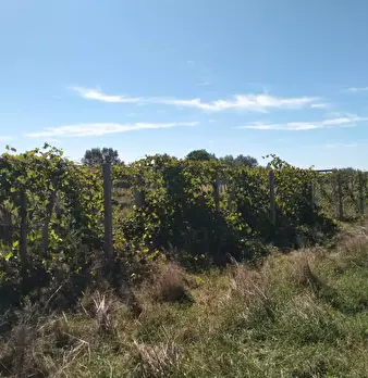 Foto annuncio 6