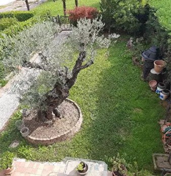 Foto annuncio 5