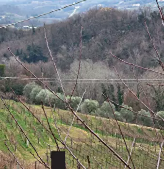 Foto annuncio 23