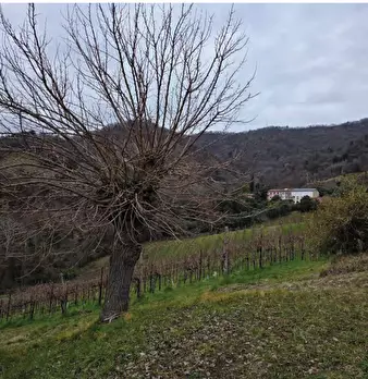 Foto annuncio 31