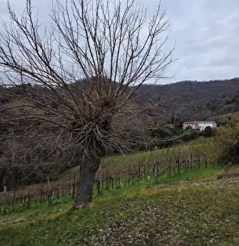 Foto annuncio 36