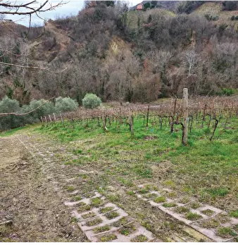 Foto annuncio 37