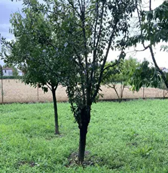 Foto annuncio 17