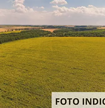 Foto annuncio 11