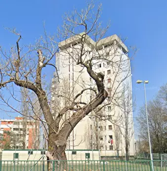 Foto annuncio 7