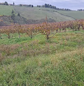 Foto annuncio 10