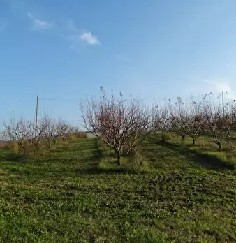 Foto annuncio 5