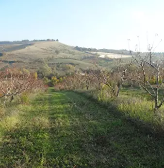 Foto annuncio 6