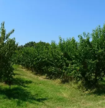 Foto annuncio 8
