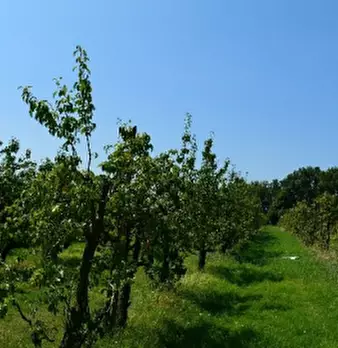 Foto annuncio 9