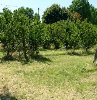 Foto annuncio 11