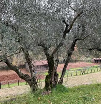 Foto annuncio 9