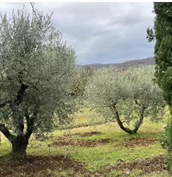 Foto annuncio 10