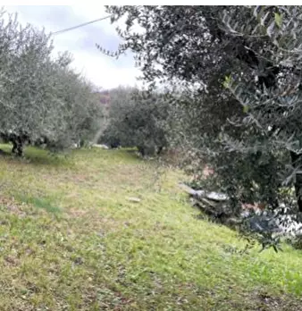 Foto annuncio 13