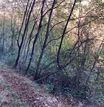 Foto annuncio 3