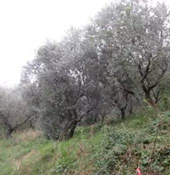 Foto annuncio 5