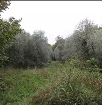 Foto annuncio 6