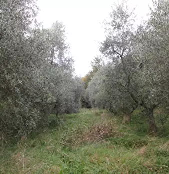 Foto annuncio 7