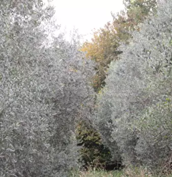 Foto annuncio 8