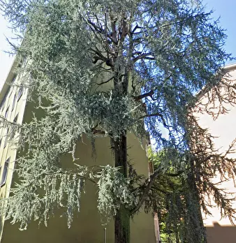 Foto annuncio 9